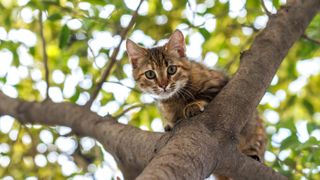 Cat up a tree