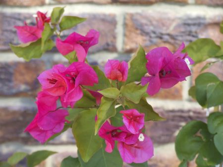 bougainvillea propagation