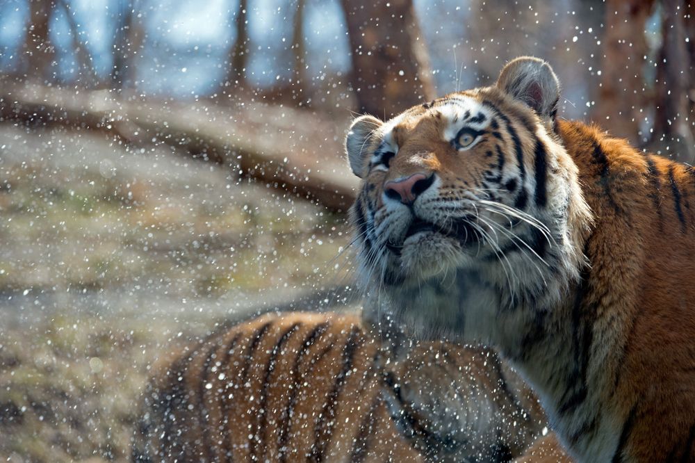 NYC - Bronx - Bronx Zoo: Tiger Mountain, The Siberian Tiger…