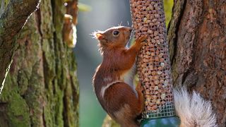 How to keep squirrels out of your bird feeder