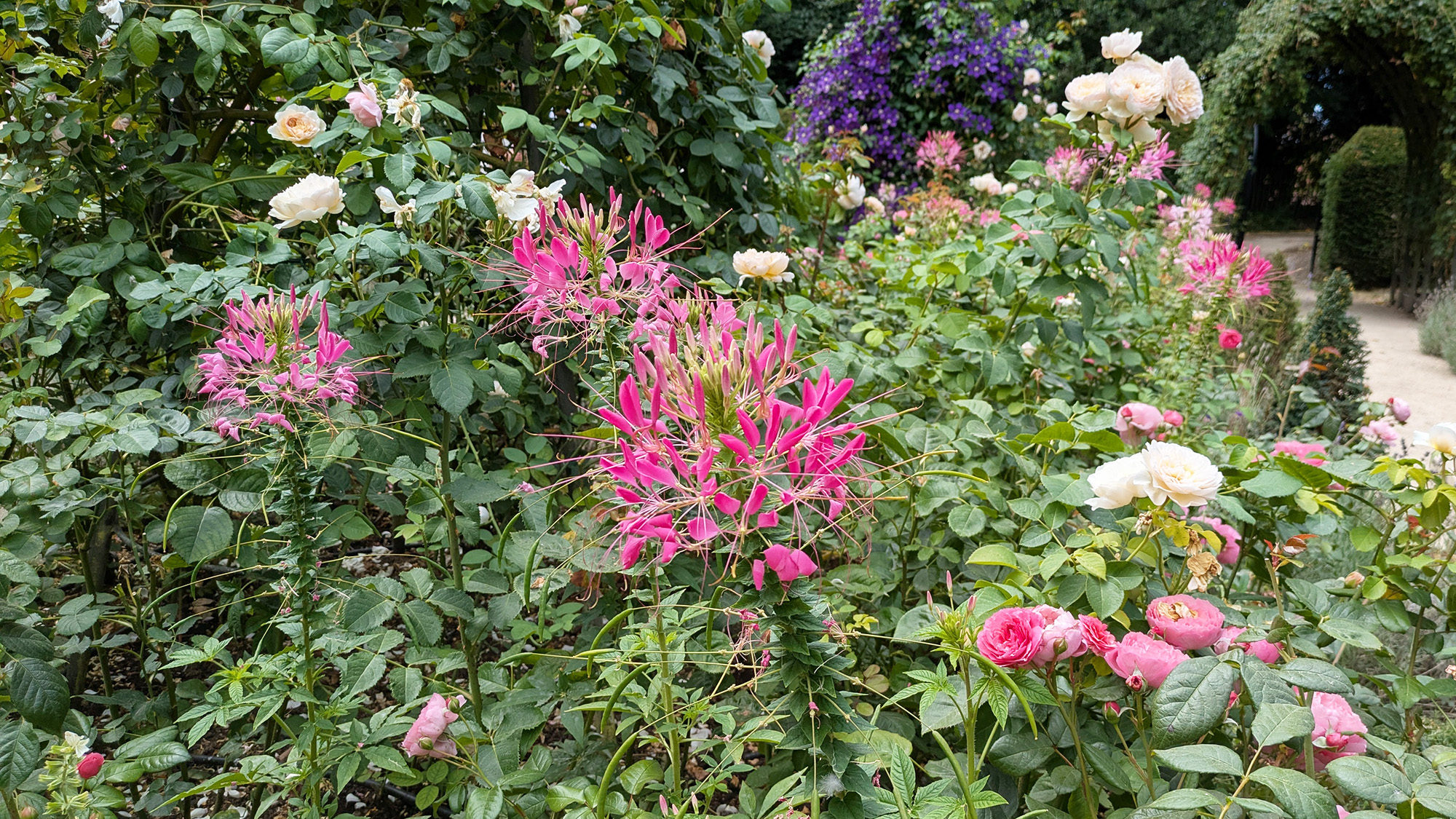 Cleome hassleriana, commonly known as spider flower