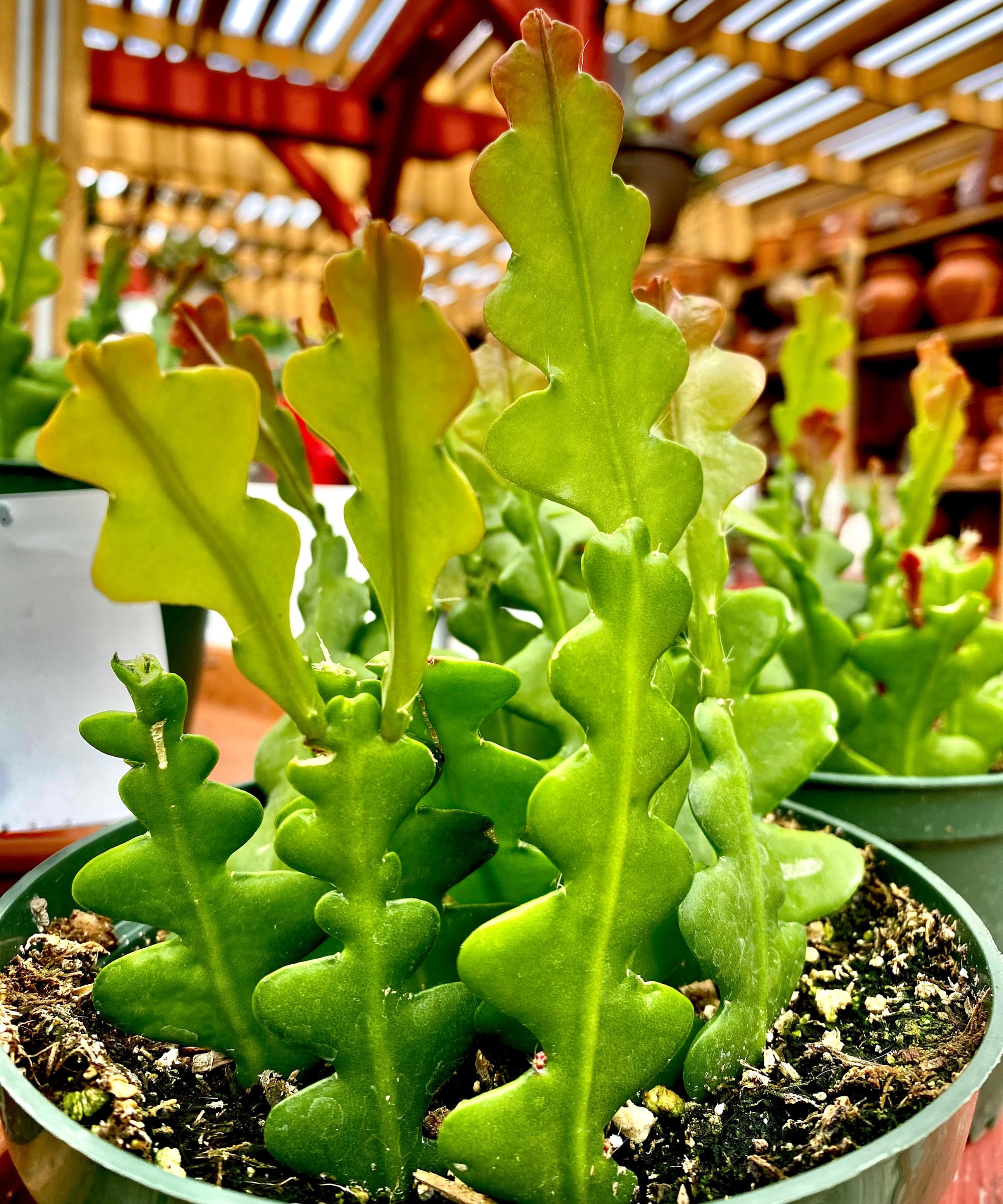 Fishbone cactus in green pot