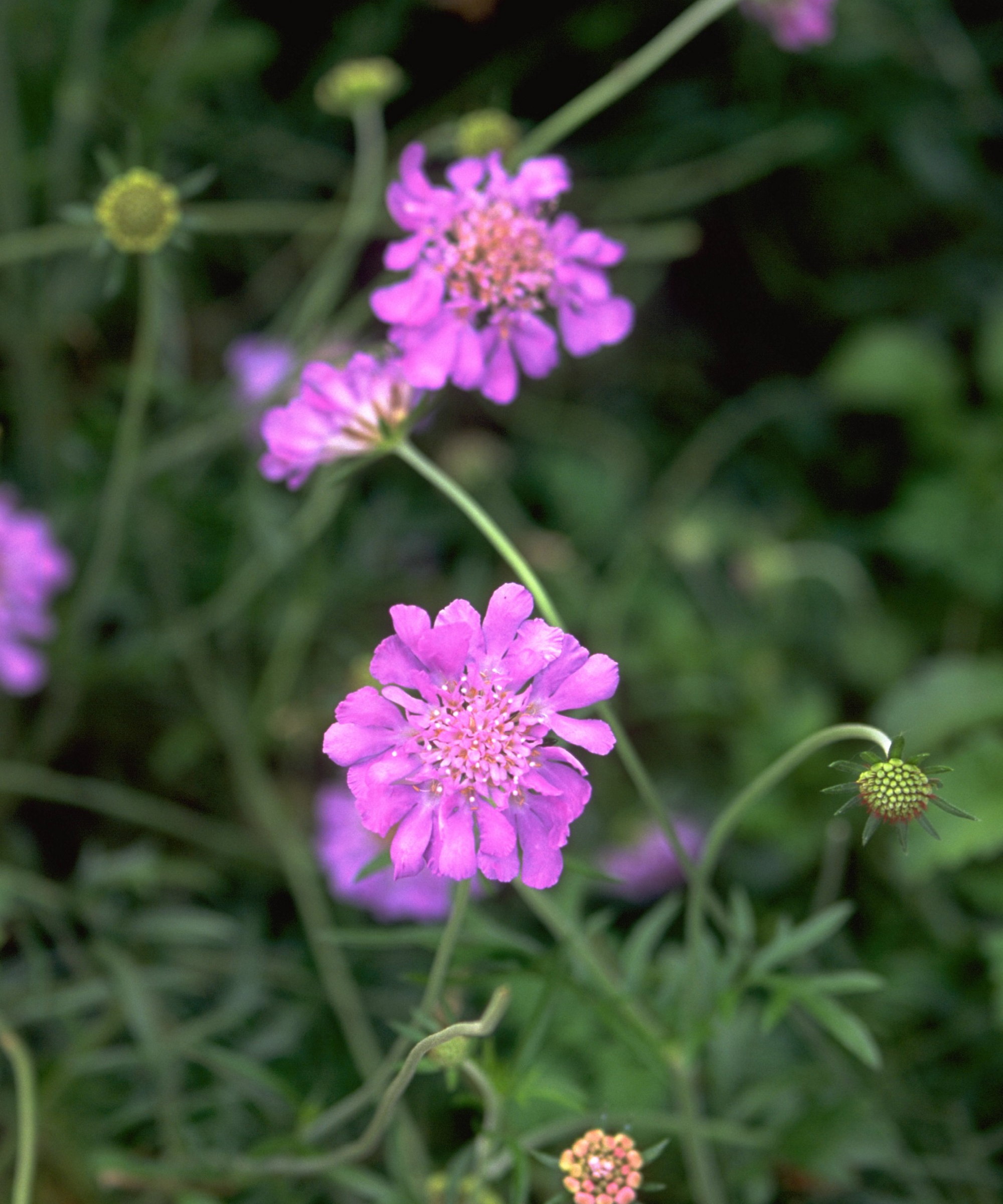 Scabiosa with pink flowers