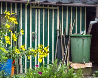 green rain barrel outside a garden shed