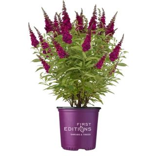 A purple fuchsia plant