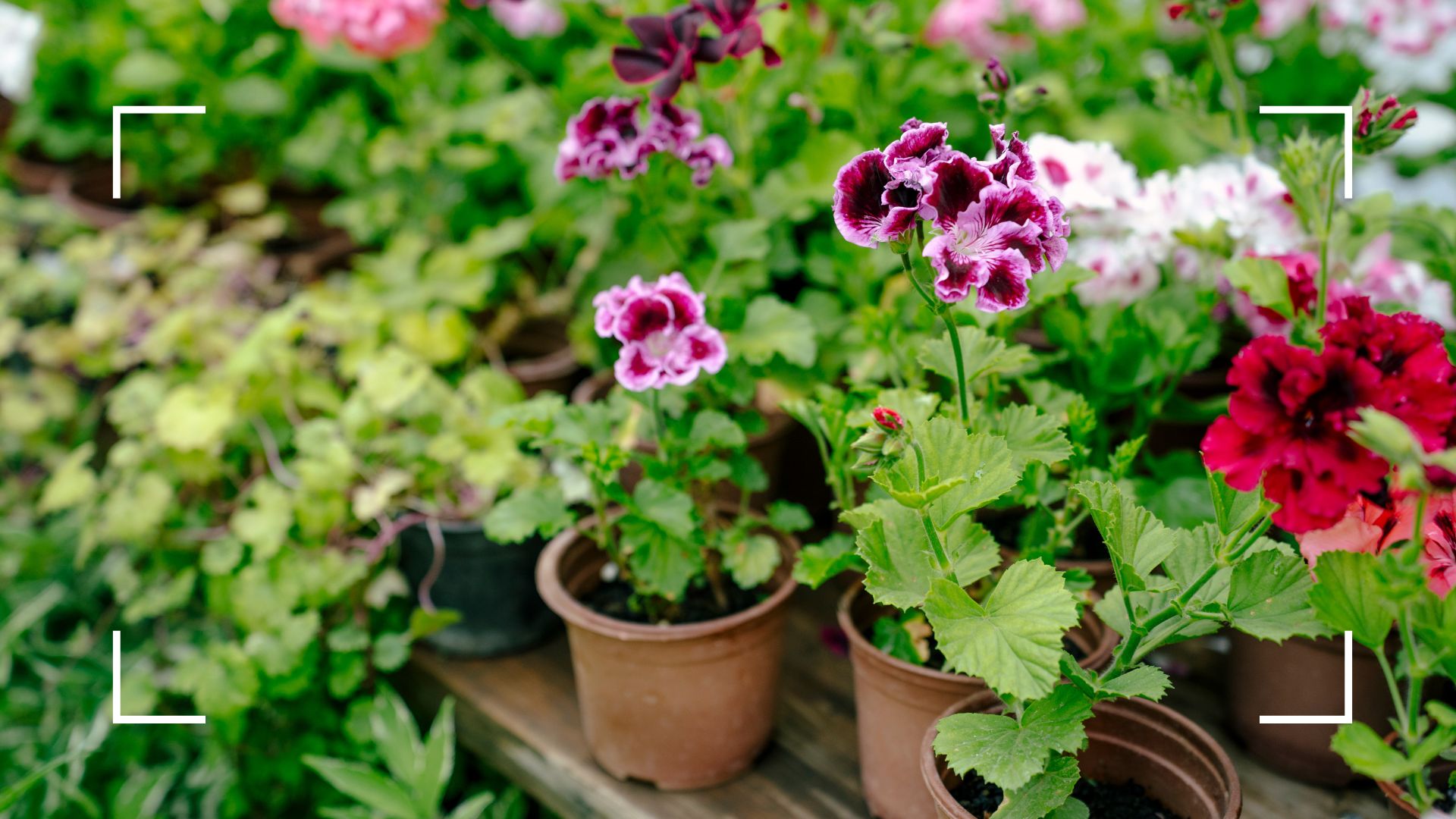 indoor and outdoor plants