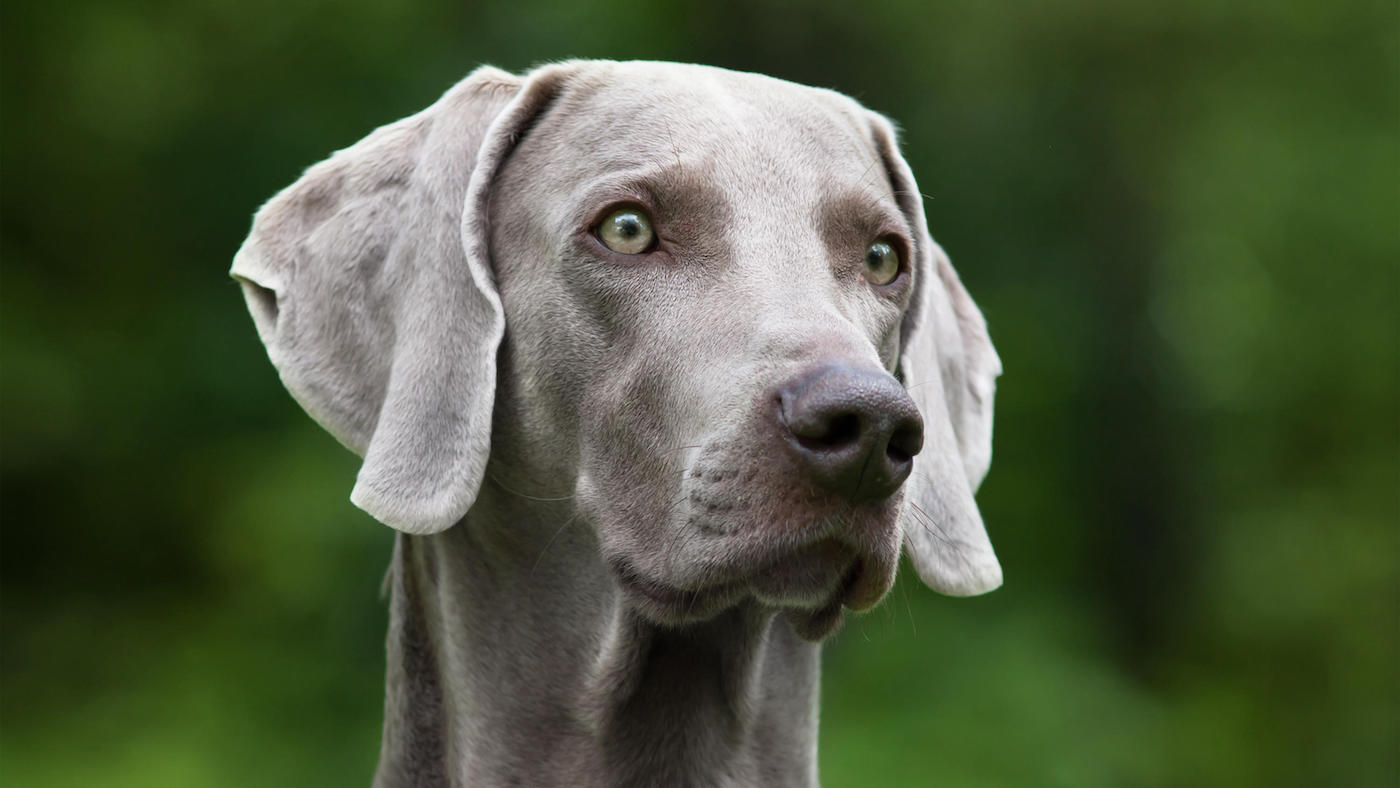 Weimaraner head shot
