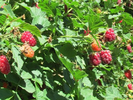 Boysenberry Plant