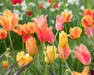 perestroika tulips at arundel castle gardens in spring