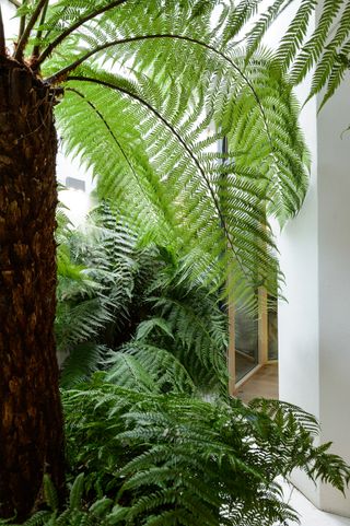 Ferns of all sizes thrive in shade
