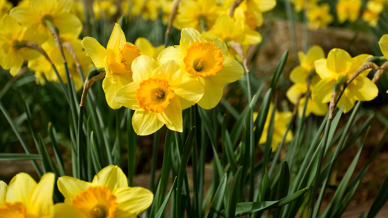 Daffodils in the garden