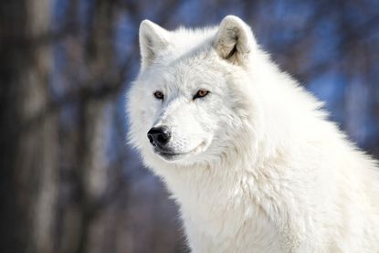 A rare white wolf.