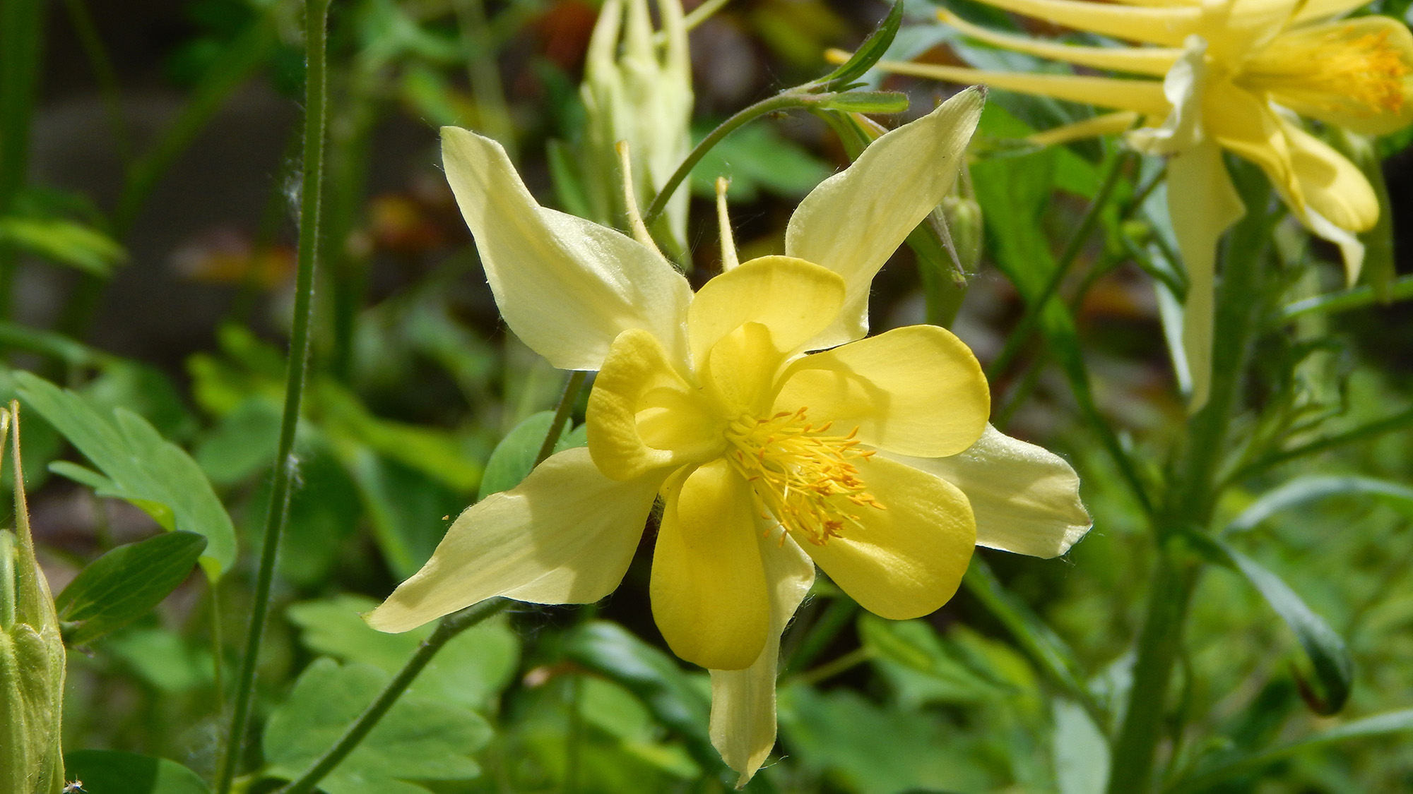 Yellow columbine