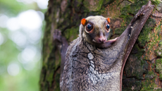 A Sunda flying lemur (Galeopterus variegatus) clings to a tree in the rainforests of Southeast Asia.