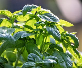 Basil plants growing in the sun