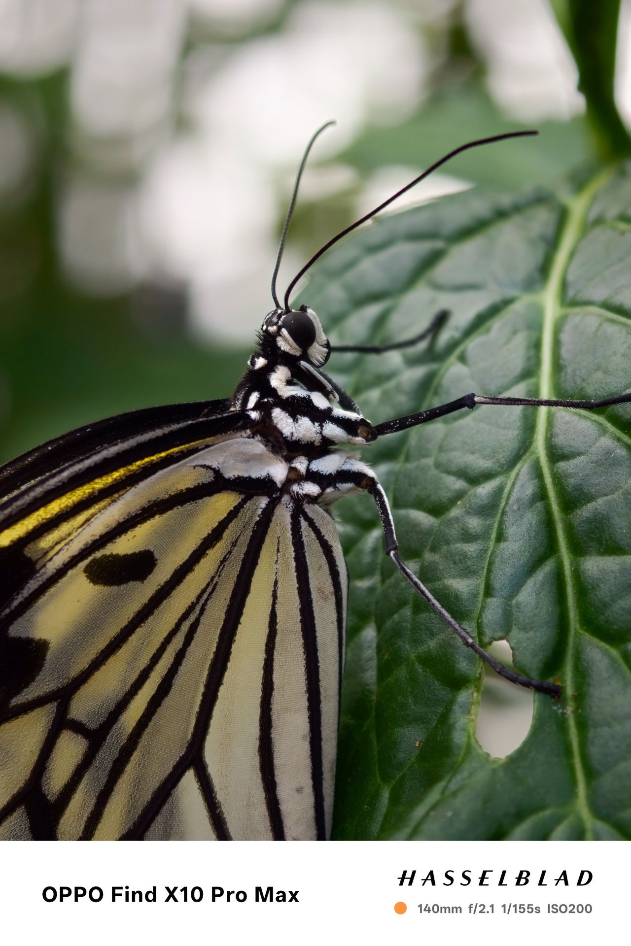 Black, white and yellow butterfly resting on a green leaf.