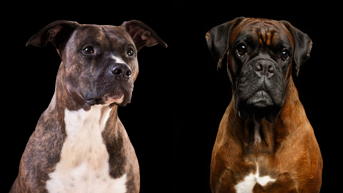 Pitbull vs boxer on black background
