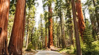 Sequoia National Park