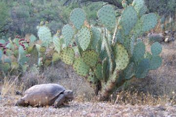 garbage, pollution, desert wildlife