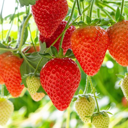 Learning how to grow strawberries the right way will ensure a bountiful crop