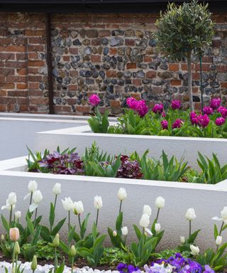 Tiered raised beds made from rendered Blockwork, planted with Heuchera 'Blackberry Jam', Tulipa 'Victoria's Secret'