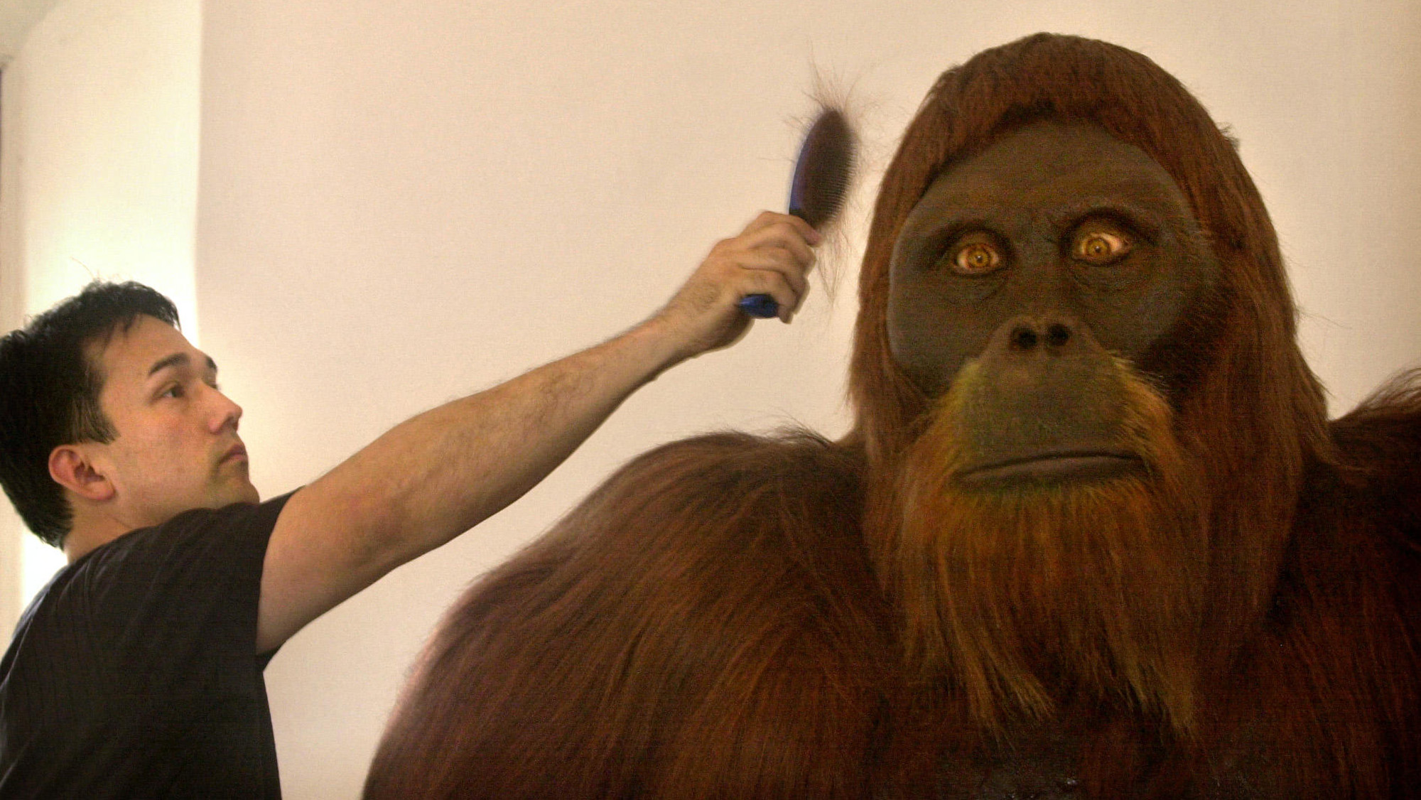 A man stands next to a large, orange-furred ape replica.