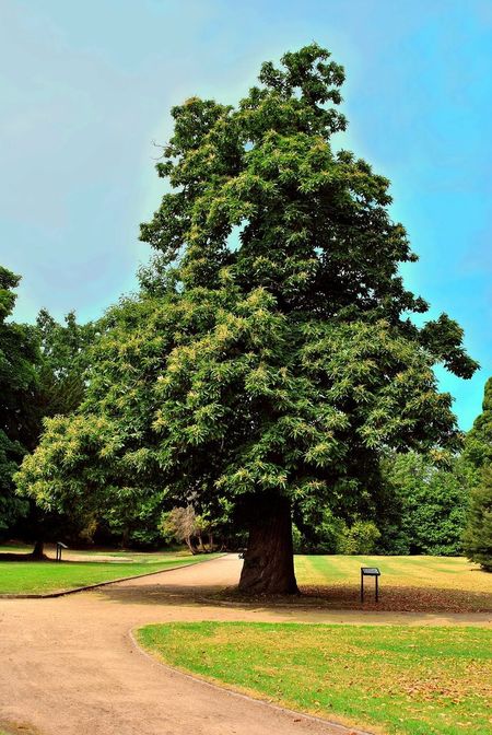 sweet chestnut