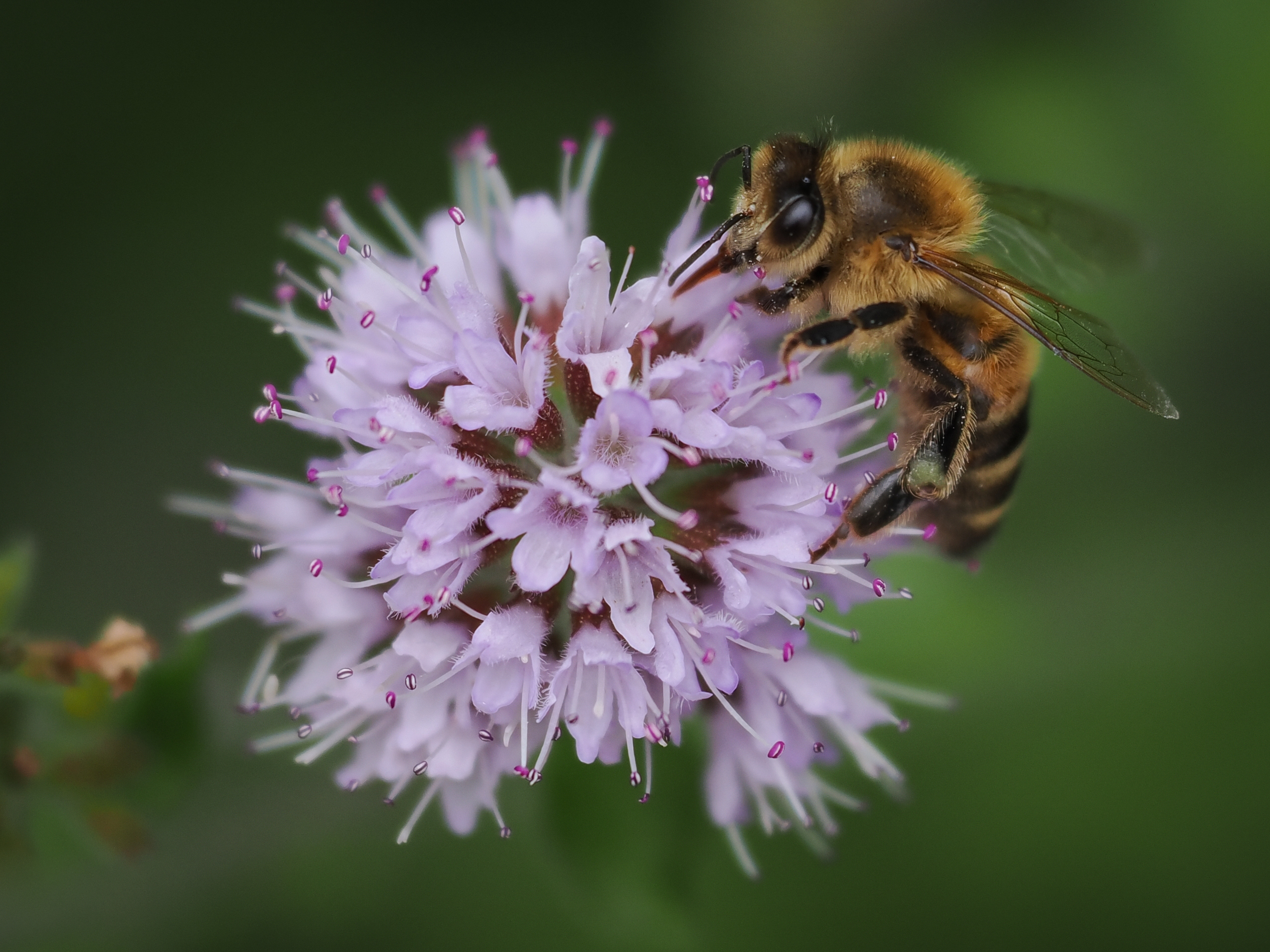 Sample bee photograph taken with the OM System M.Zuiko 50-200mm f/2.8 IS Pro on the OM System OM-1 Mark II