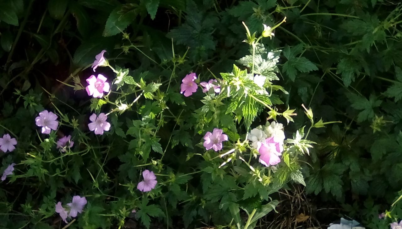 This is probably the clearest shot we took, as the Fire HD 8 (2017) can at least cope with simple, higher-contrast detail.