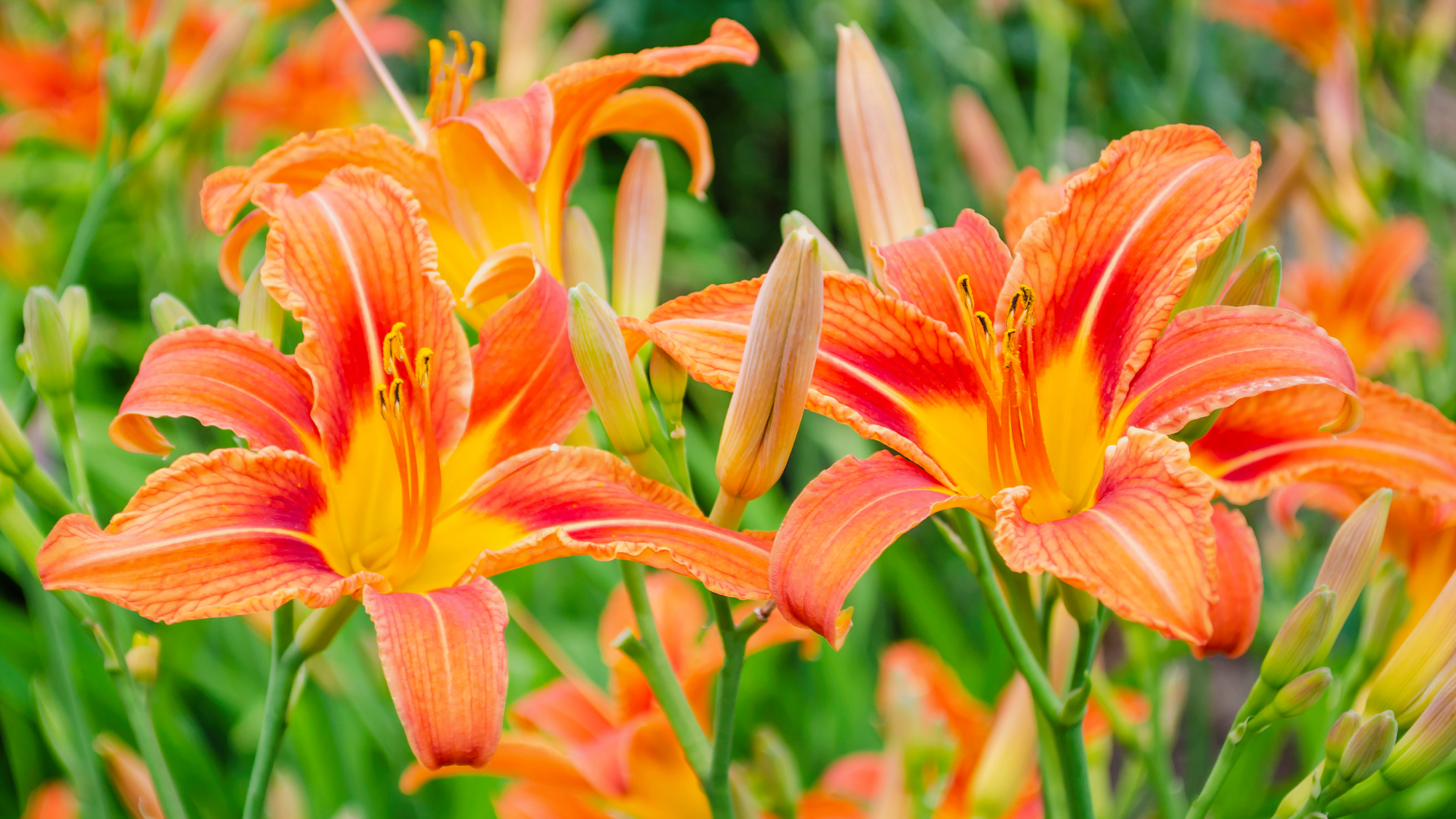 daylily blooms in garden