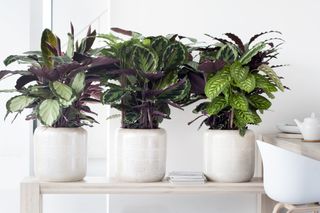 Peacock plants in white pots