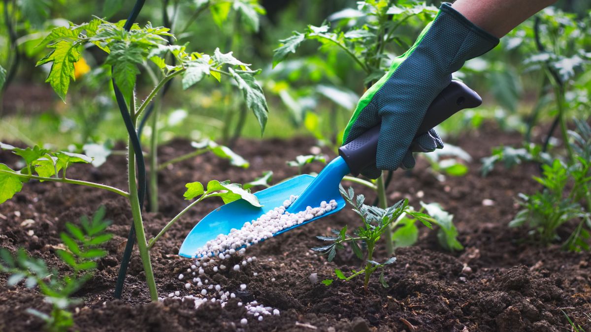 肥料は植物にとって何をするのでしょうか？食事が重要である理由を明らかにします