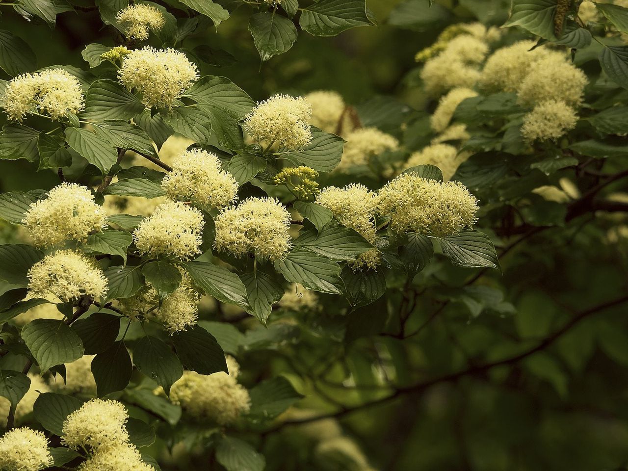 zone 4 flowering tree