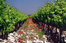 Cono Sur organic
