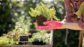 herbs being planted in raised bed garden