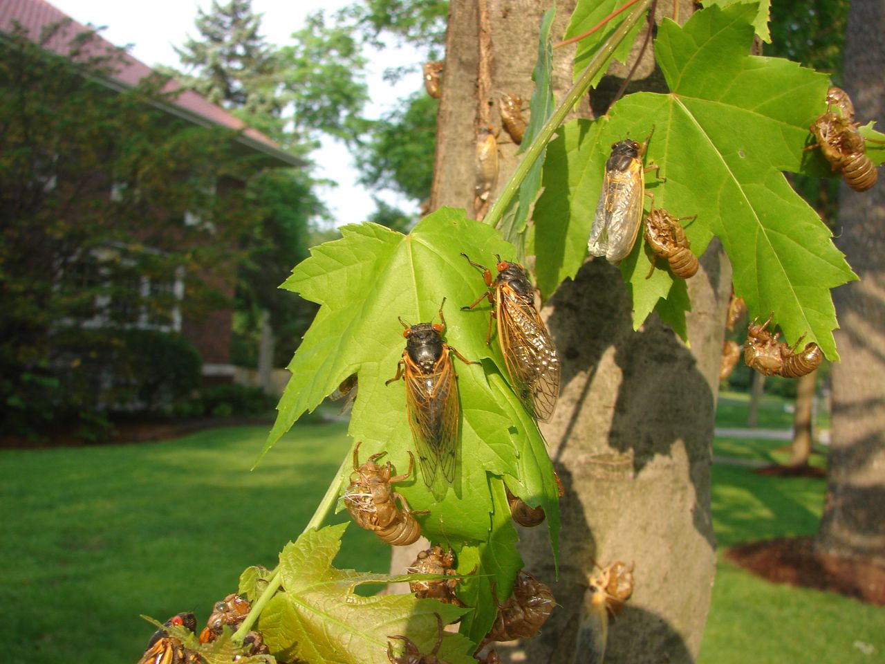 Cicadas.