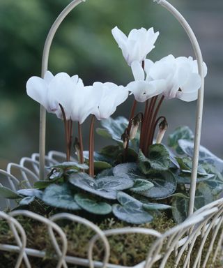 white Cyclamen flowers in a wire container with moss