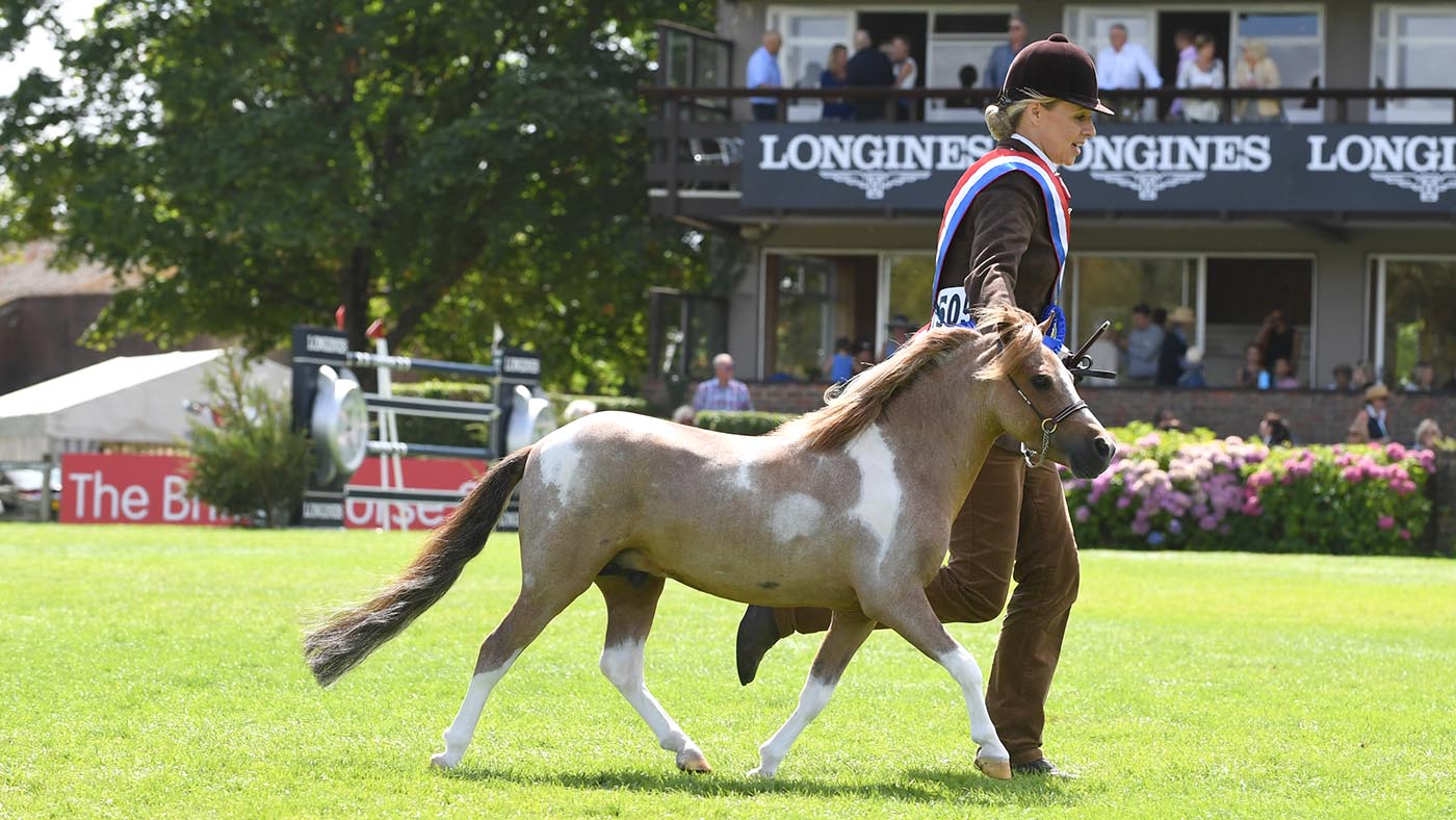 Miniature horse: Scott Creek Monarch Red Graffiti