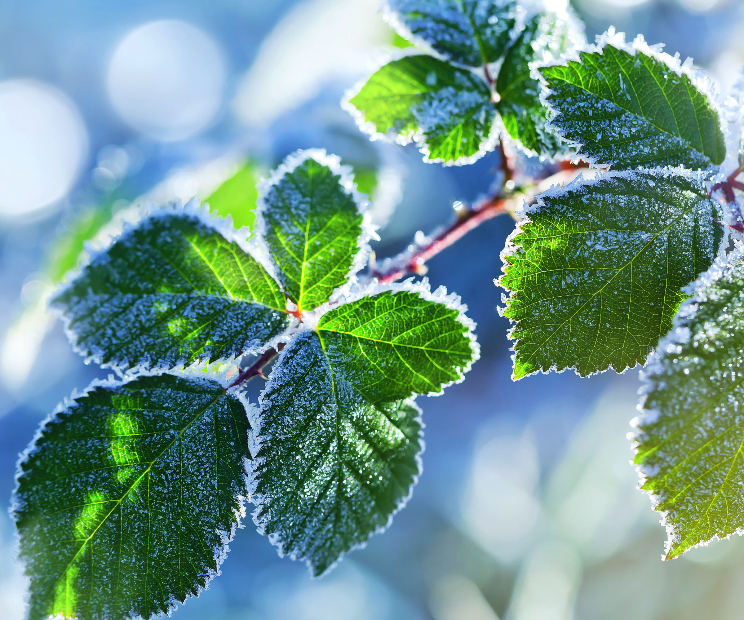 raspberry plant in winter with frost on foliage