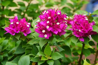 A pink bougainvillea bonsai tree