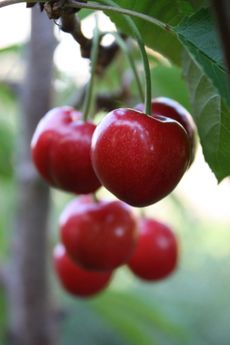 Close Up Of Red Cherries On A Tree