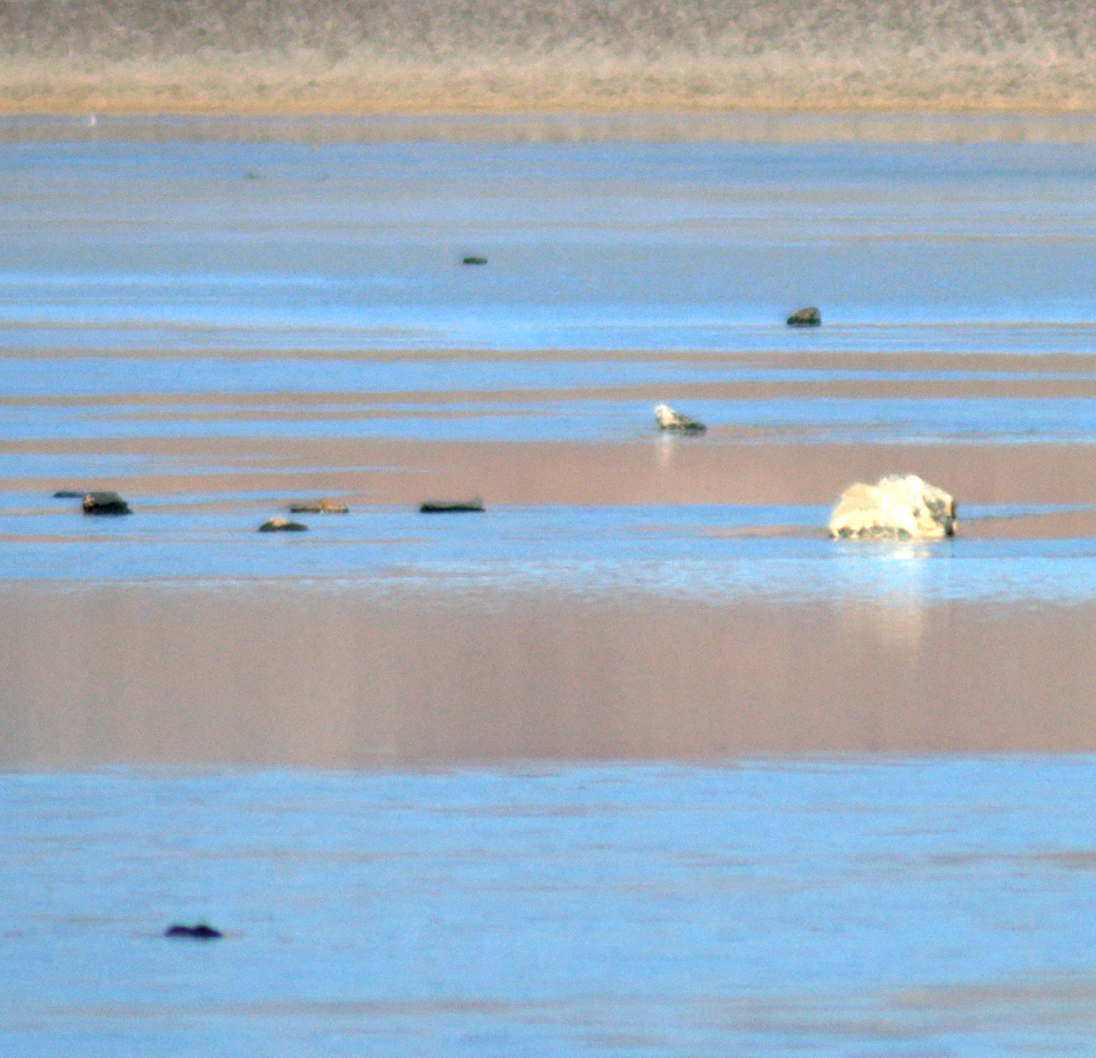 Racetrack Playa moving rock