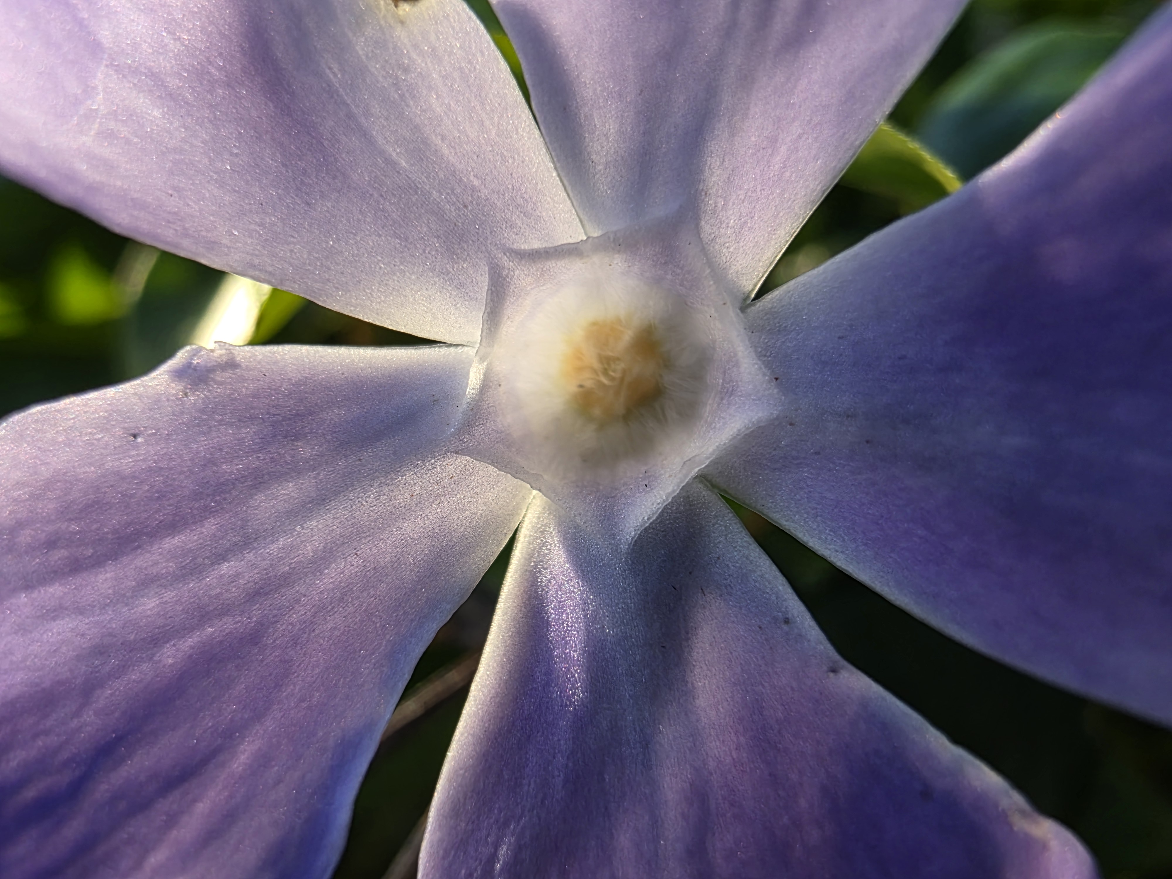 Galaxy S25 Ultra camera sample macro ultrawide