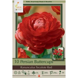 Red Persian Buttercup - 10 Bulbs 6/7cm - Ranunculus Tecolote 