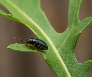flea beetle on rocket leaf