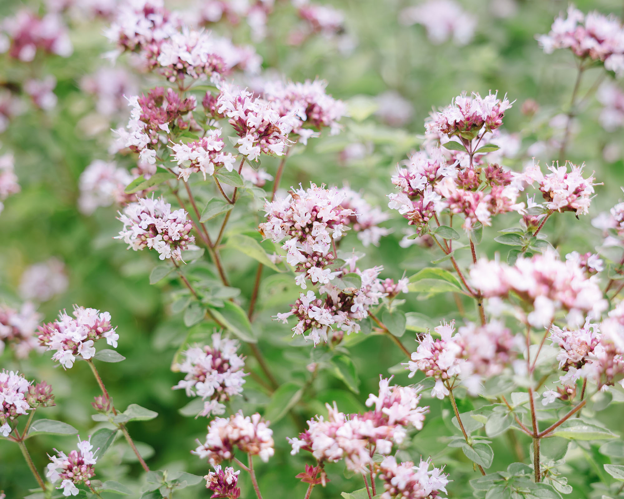 Wild marjoram growing in the garden in summer
