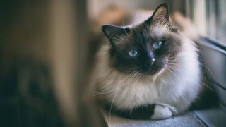 friendliest cat breeds: birman cat