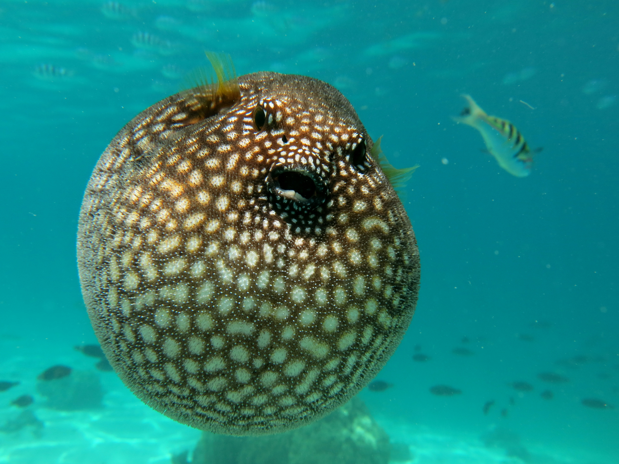 Deadly pufferfish