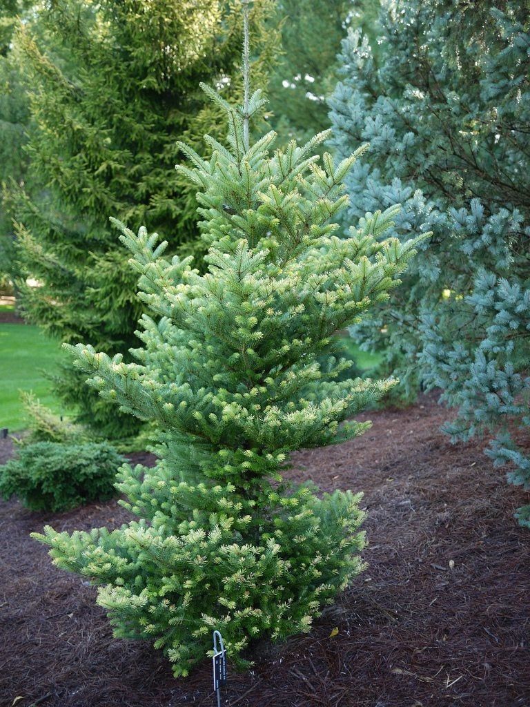 Golden Korean Fir Tree