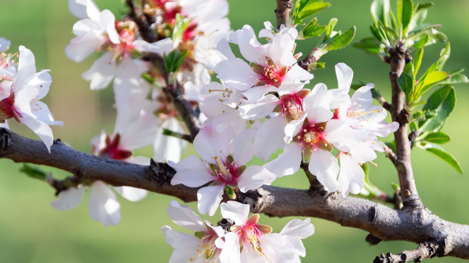 Spring Tree Flower Guide Best trees for spring blossom: 5 options for a seasonal show | Homes ...